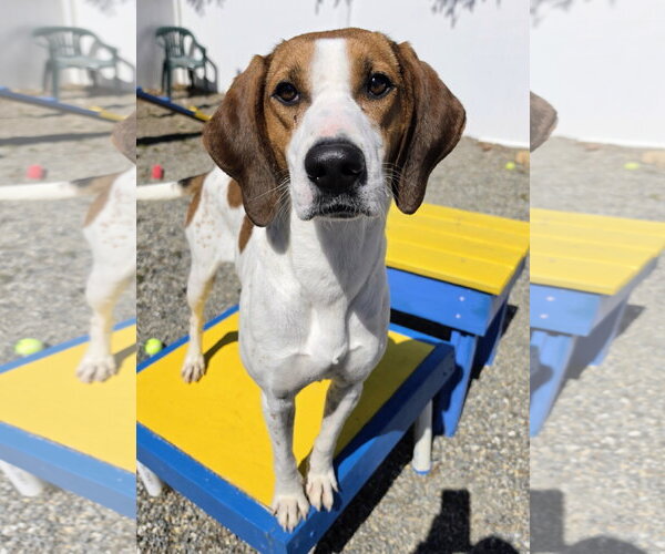 Medium Photo #2 Treeing Walker Coonhound-Unknown Mix Puppy For Sale in Rockaway, NJ, USA