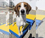 Small #1 Treeing Walker Coonhound Mix