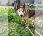 Small #2 German Shepherd Dog-Siberian Husky Mix