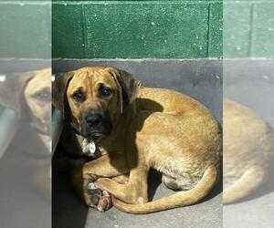 Mutt Dogs for adoption in Forestville, MD, USA
