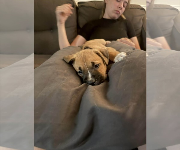 Medium Photo #4 American Pit Bull Terrier-Black Mouth Cur Mix Puppy For Sale in Holly Springs, NC, USA