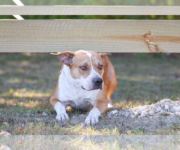 Medium Photo #12 Mutt Puppy For Sale in  Gainesville, FL, USA