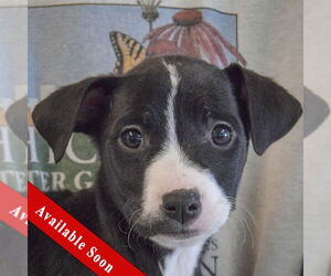 Border Collie-Unknown Mix Dogs for adoption in Huntley, IL, USA