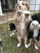 Small Photo #1 Australian Shepherd Puppy For Sale in GILMER, TX, USA