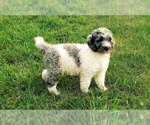 Bernedoodle Puppy for Sale in CLANTON, Alabama USA