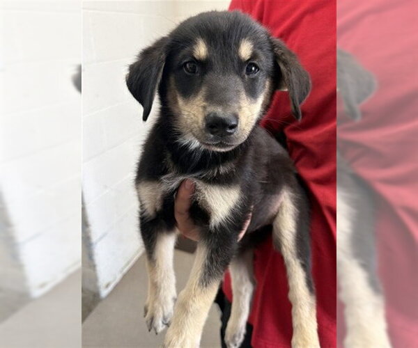 Medium Photo #1 German Shepherd Dog-Unknown Mix Puppy For Sale in San Bernardino, CA, USA