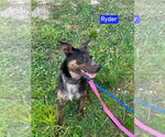 Small #8 Mutt