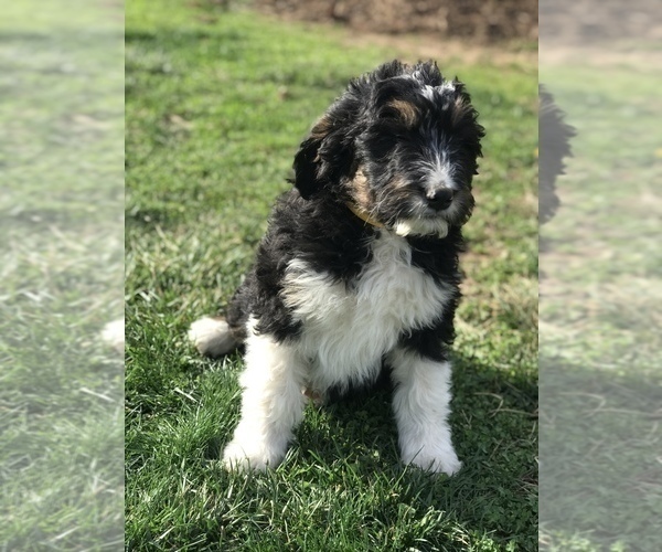 Medium Photo #2 Bernedoodle Puppy For Sale in BOWLING GREEN, KY, USA