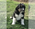 Small Photo #2 Bernedoodle Puppy For Sale in BOWLING GREEN, KY, USA