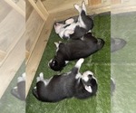 Small Photo #53 Siberian Husky Puppy For Sale in ALTON, IL, USA