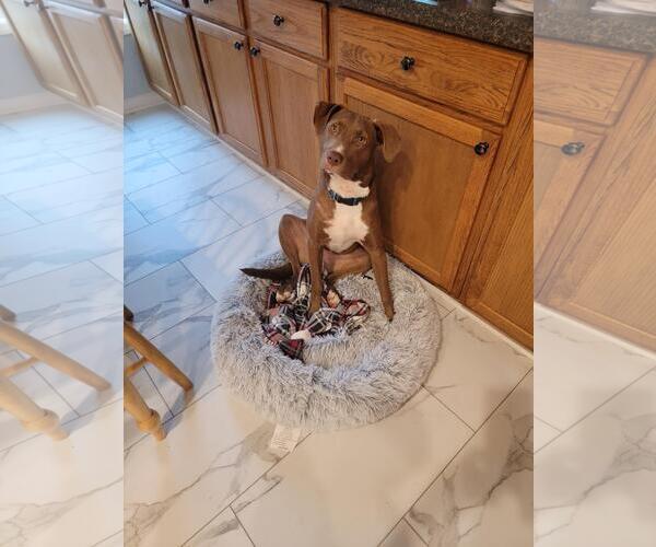 Medium Photo #9 Mutt Puppy For Sale in Holly Springs, NC, USA