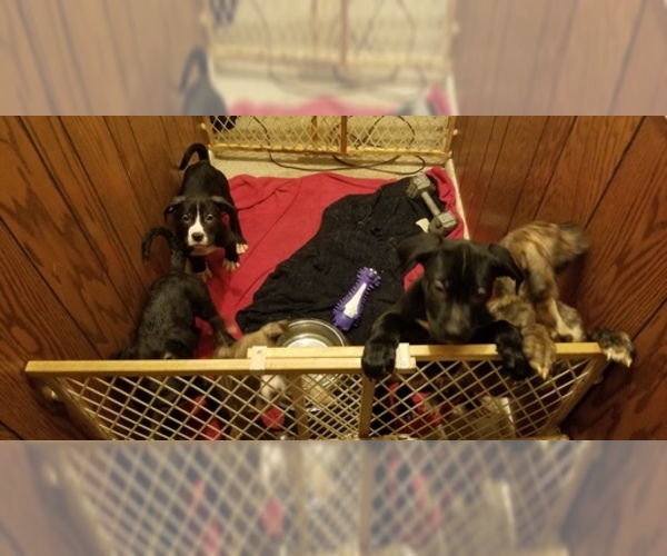 Medium Photo #1 American Bandogge mastiff Puppy For Sale in CLINTON, MD, USA