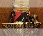 Small Photo #1 American Bandogge mastiff Puppy For Sale in CLINTON, MD, USA