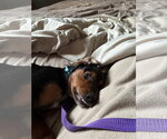 Small #2 Mutt