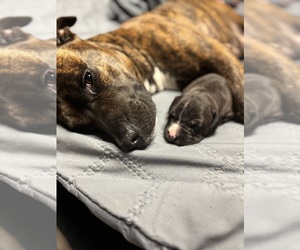 Mother of the American Staffordshire Terrier-Boxer Mix puppies born on 01/12/2026