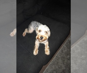 Poodle (Toy)-YorkiePoo Mix Puppy for sale in SHELBY, NC, USA