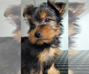 Yorkshire Terrier Puppy for sale in CHEYENNE, WY, USA