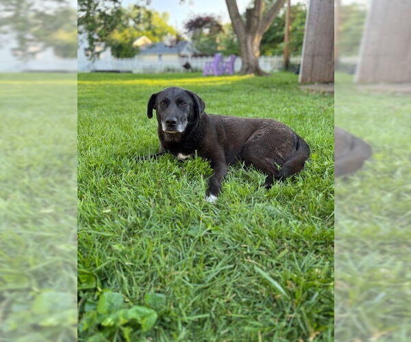 Medium Photo #3 Labrador Retriever Puppy For Sale in Evansville, IN, USA