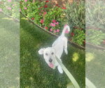 Small #1 Poodle (Miniature) Mix