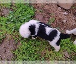 Small Photo #10 Sheepadoodle Puppy For Sale in INDEPENDENCE, MO, USA