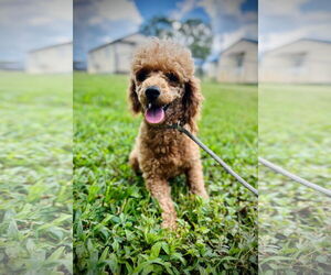 Poodle (Toy)-Unknown Mix Dogs for adoption in Pacolet, SC, USA