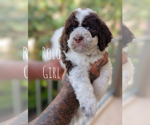 Cavapoo-Miniature Bernedoodle Mix Litter for sale in SACRAMENTO, CA, USA