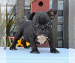 Small Photo #1 Faux Frenchbo Bulldog Puppy For Sale in GORDONVILLE, PA, USA