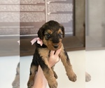 Small Photo #8 Airedale Terrier Puppy For Sale in LENEXA, KS, USA