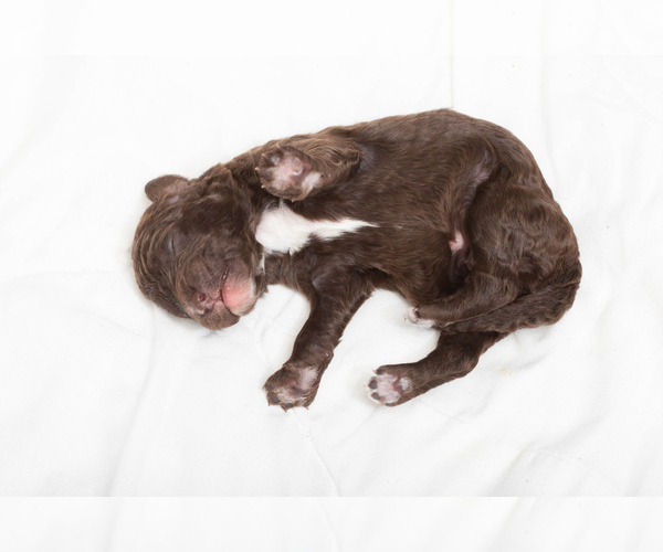 Medium Photo #2 Goldendoodle-Poodle (Standard) Mix Puppy For Sale in JACKSONVILLE, FL, USA