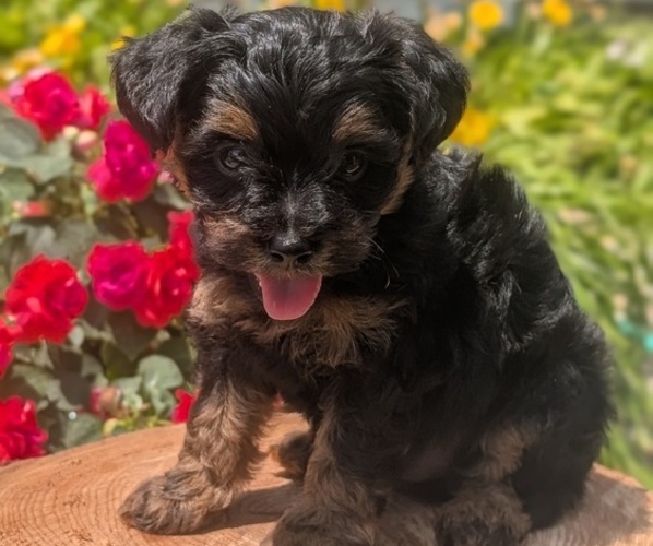 Medium Photo #28 Yorkipoo Puppy For Sale in GOSHEN, IN, USA