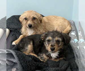 Mutt Dogs for adoption in Spring Lake, NJ, USA
