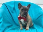 Small Photo #1 French Bulldog Puppy For Sale in EPHRATA, PA, USA