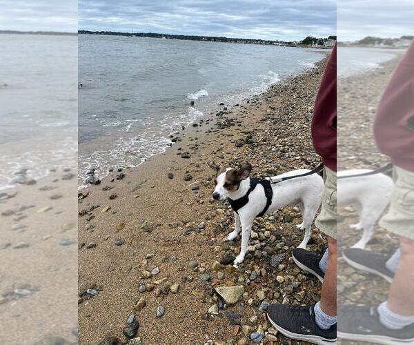 Medium Photo #5 Jack-A-Bee Puppy For Sale in Coventry, CT, USA