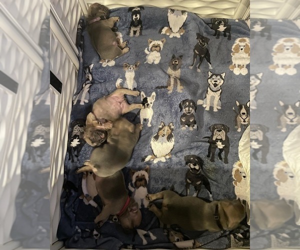 Medium Photo #11 French Bulldog Puppy For Sale in BUCKEYE, AZ, USA