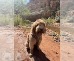 Small Photo #1 Double Doodle Puppy For Sale in CHINO HILLS, CA, USA