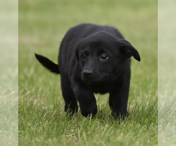 Medium Photo #2 Borador Puppy For Sale in Mechanicsburg, PA, USA