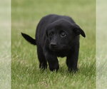 Small #1 Borador