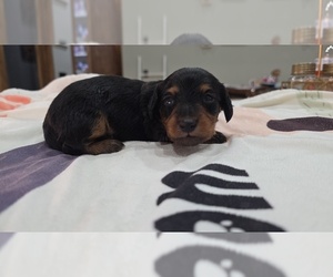 Medium Dachshund