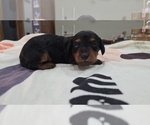 Puppy Smidge boy Dachshund