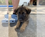Small Photo #7 German Shepherd Dog Puppy For Sale in GRAND ISLAND, FL, USA