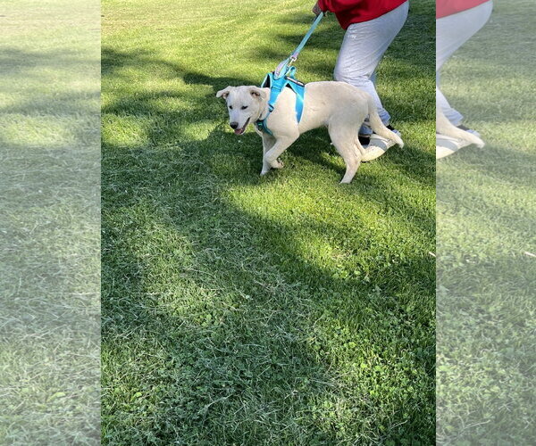 Medium Photo #4 Great Pyrenees-Unknown Mix Puppy For Sale in Hoffman Estates, IL, USA