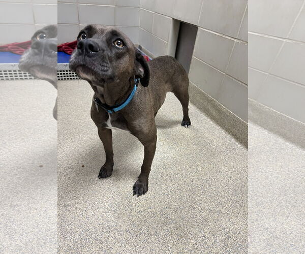 Medium Photo #6 Mutt Puppy For Sale in Virginia Beach, VA, USA