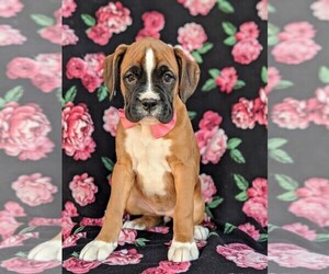 Boxer Puppy for sale in KIRKWOOD, PA, USA