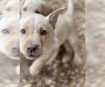 Small Photo #17 Labrador Retriever Puppy For Sale in ASHEVILLE, NC, USA
