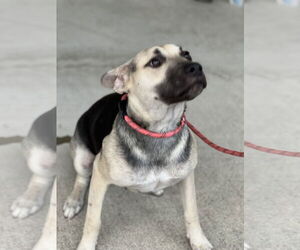 Piper - Female Labrador Retriever-Unknown Mix Dog for Adoption - Photo #12