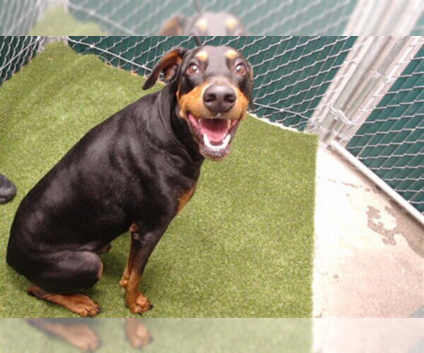 Medium Photo #1 Doberman Pinscher Puppy For Sale in Downey, CA, USA