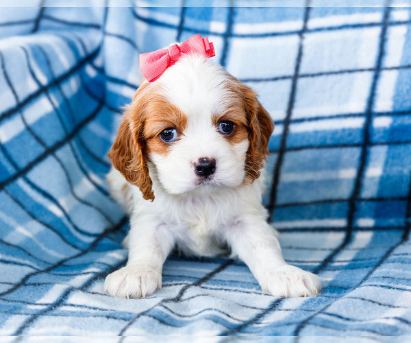 Medium Photo #28 Cockalier Puppy For Sale in WAKARUSA, IN, USA