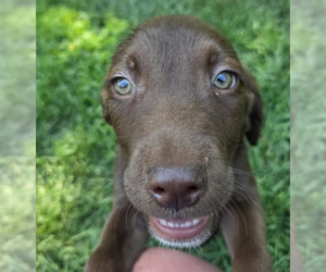 Labrador Retriever Dogs for adoption in Brooklyn Center, MN, USA