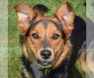 Collie-German Shepherd Dog Mix Dogs for adoption in Huntley, IL, USA