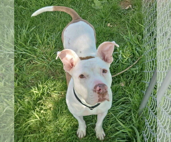 Medium Photo #8 American Staffordshire Terrier-Boxer Mix Puppy For Sale in Huntley, IL, USA